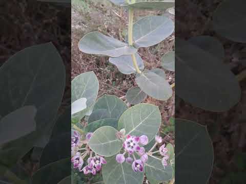 Video: Calotropis-Pflanzeninformationen: Erfahren Sie mehr über Arten von Calotropis für den Garten