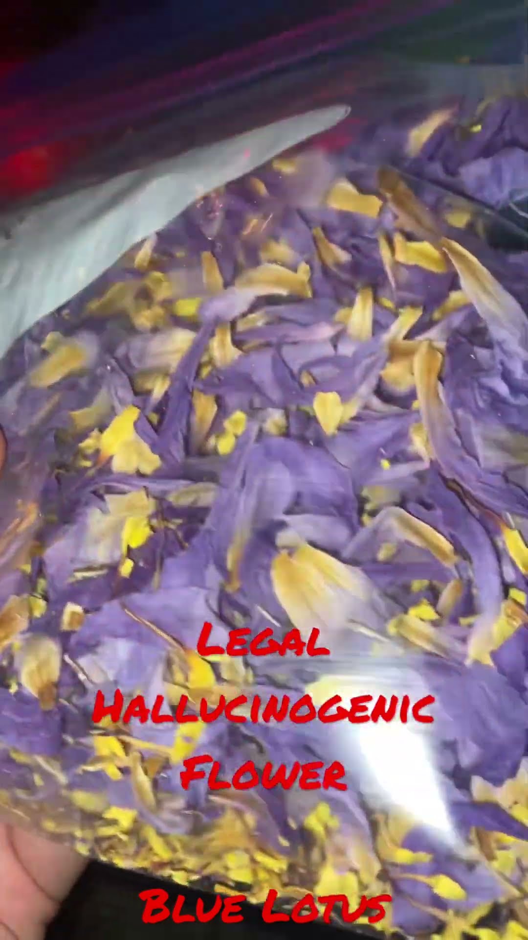 Blue Lotus Flower LEGAL And HALLUCINOGENIC YouTube Blue Lotus Flower LEGAL And HALLUCINOGENIC YouTube