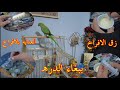 الدره الهندي زق افراخ ببغاء الدره العنايه بلافراخ حافظ على افراخك من الموت
