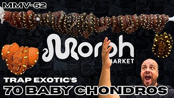 Hatching out 70 Baby Green Tree Pythons w/ MJ Of Trap Exotics