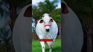 Download Lagu Het duurste dier ooit 🤯🐮 #shorts MP3 Download Lagu Het duurste dier ooit 🤯🐮 #shorts MP3