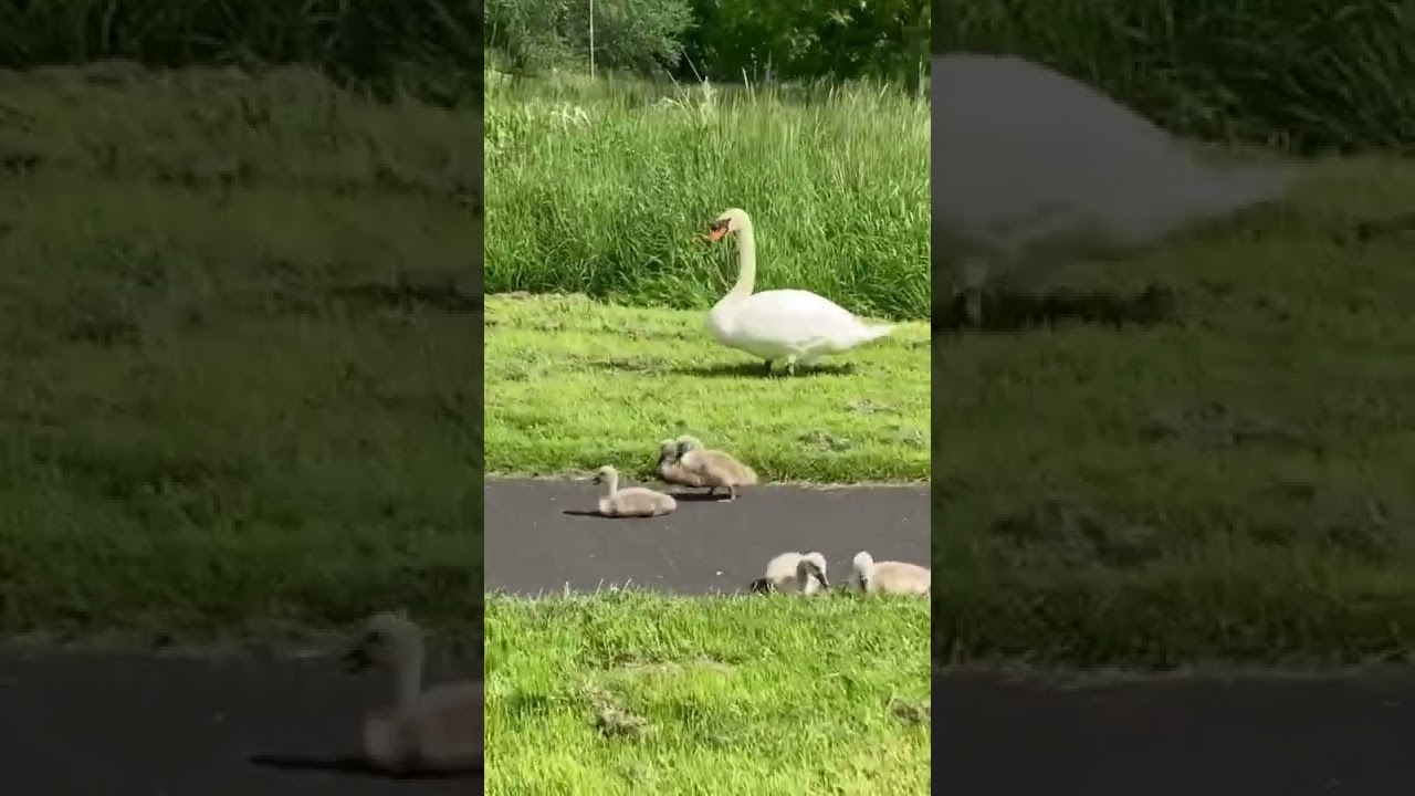 Swan Family Walking