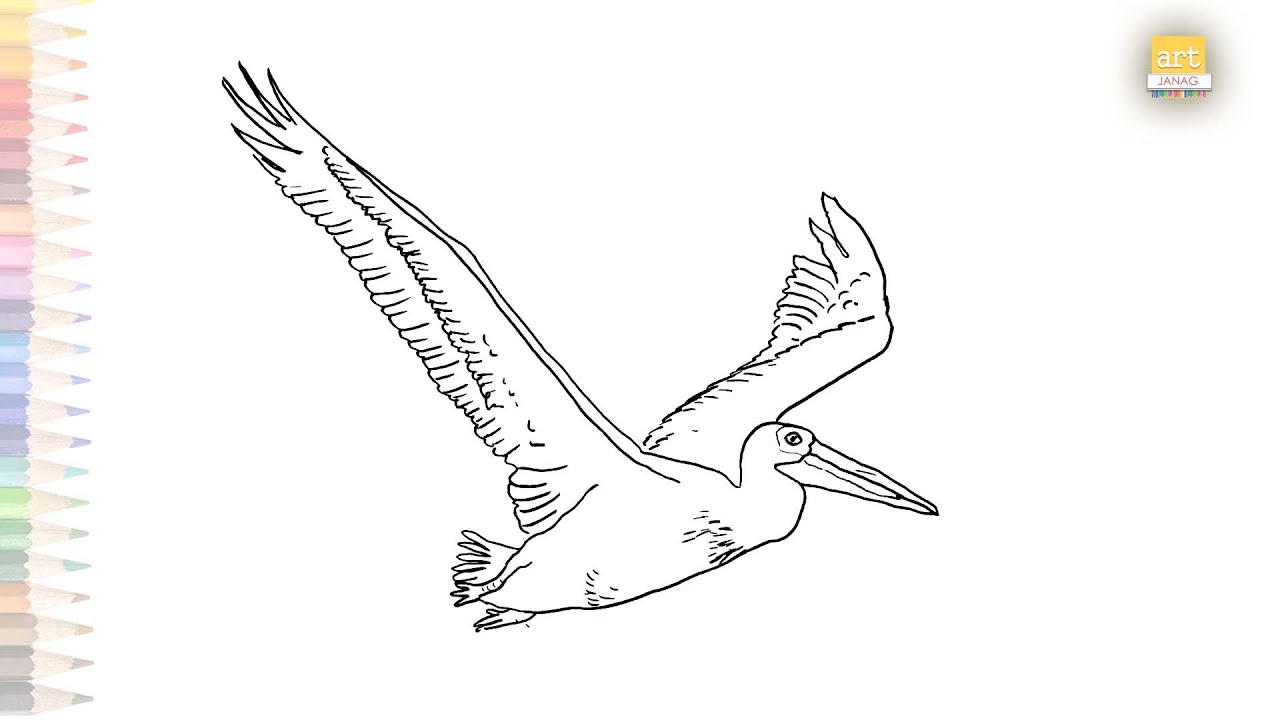 Pelican Flying Drawing HD Png Download  Transparent Png Image  PNGitem
