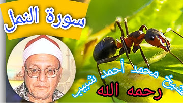 سورة (النمل) المرتلة بصوت العندليب  الشيخ محمد أحمد شبيب رحمة الله # تجويد سورة النمل برواية عاصم