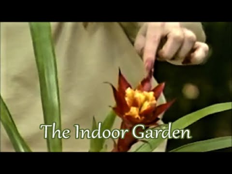 Vídeo: My Bromeliad Won't Flower - Forcing a Bromeliad to Bloom