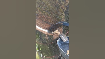 Good morning 🌞 rubber tapping process #rubbertapping #rubbertree #shortvideo #viralvideo #shorts ✨