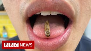 Has Brexit Squashed Our Edible Insect Industry?