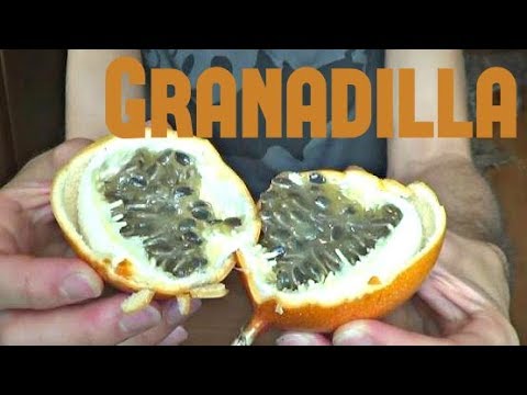 Video: Granadilla žuta
