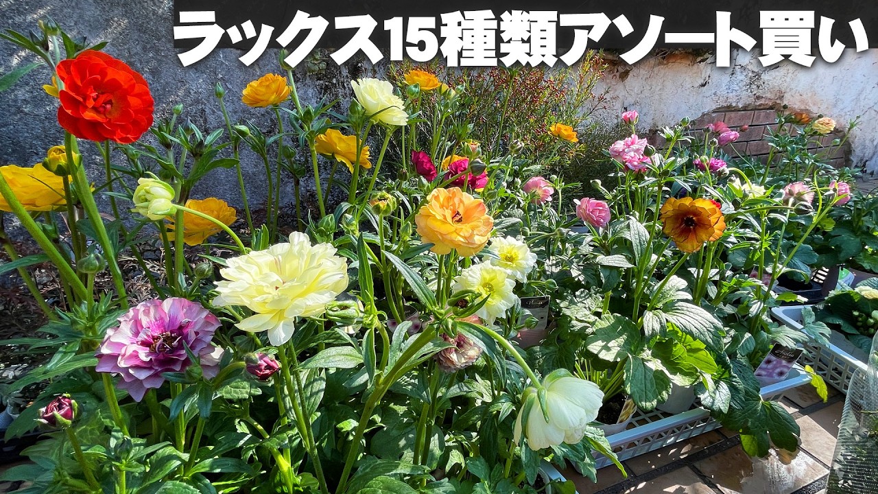 【ラナンキュラス・ラックスをまとめ買い】15種類が入ったラックスの開花株は何に使う？寄せ植えに花壇に考えるのが楽しいね【園芸】【ガーデニング】