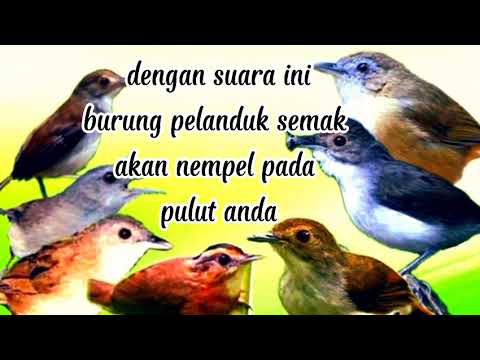 Suara pikat burung pelanduk semak ⁉️kombinasi kutilang ribut