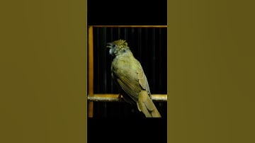 KAPAS TEMBAK GACOR NGEBREN NEMBAK PANJANG #kapastembak #birds #kapastembakgacor