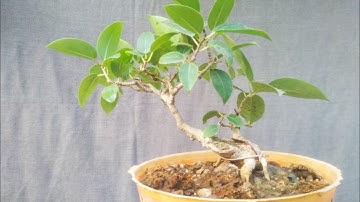 Leaf trimming on Little ficus virens