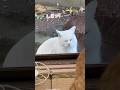 だいふく先生が渋い
