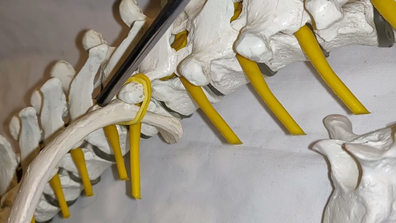 Rippenwirbelgelenke, Gelenkflächen an Brustwirbeln