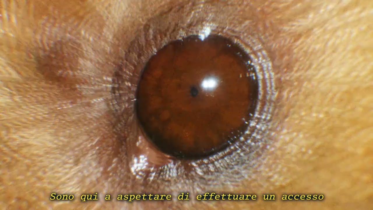 Leon Faun, Sick Luke - Network (Official Visual & Lyric Video) adlı videoyu YouTube'da izle Leon Faun, Sick Luke - Network (Official Visual & Lyric Video) adlı videoyu YouTube'da izle