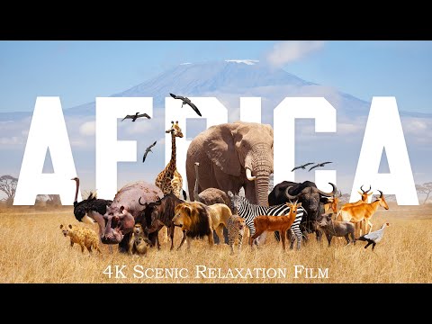 Африканское сафари 4K - сценический фильм о дикой природе с киномузыкой