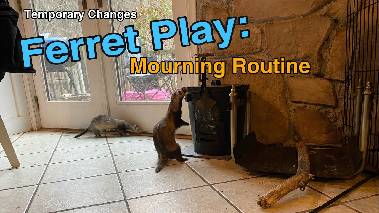 Ferret Play: Mourning Routine, the Temporary Changes