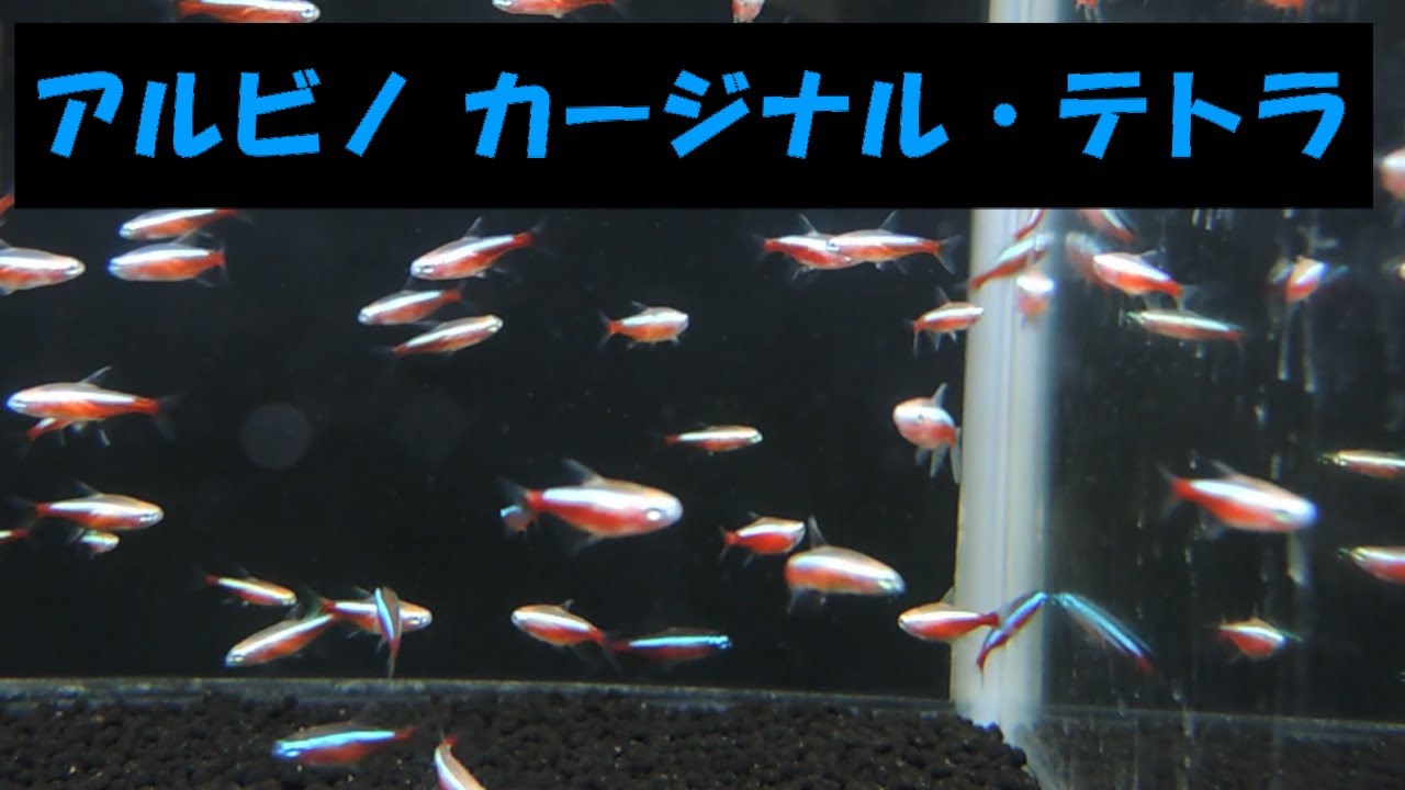 アルビノ カージナル・テトラ [アクアマリン熊本] - YouTube