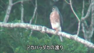 アカハラダカの渡り