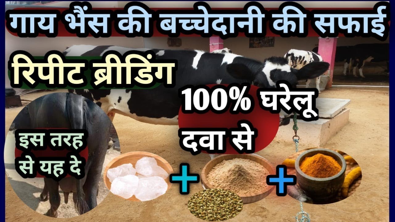 गाय भैंस की बच्चेदानी की सफाई👌||रिपीट ब्रीडिंग का इलाज|| 100% घरेलू दवा से 👉
