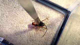 Cuando Este Chico Presiona El Trasero Del Insecto Descubre Algo Muy Desagradable Cuando Este Chico Presiona El Trasero Del Insecto Descubre Algo Muy Desagradable
