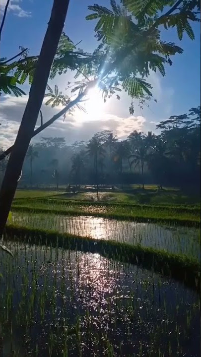 story wa suasana pagi hari yang cerah