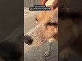 #adoptstrays #straydog #saveanimal #dogloversdog #doglife #strayanimals #savedogs #feedingstrays