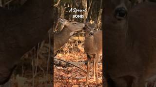 Mom Deer and Fawn Share Tender Moment #shorts #deer #whitetaildeer #babydeer #animals