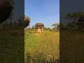 Pagi Hari Di Bukit Jamur Antiklin Bungah Gresik