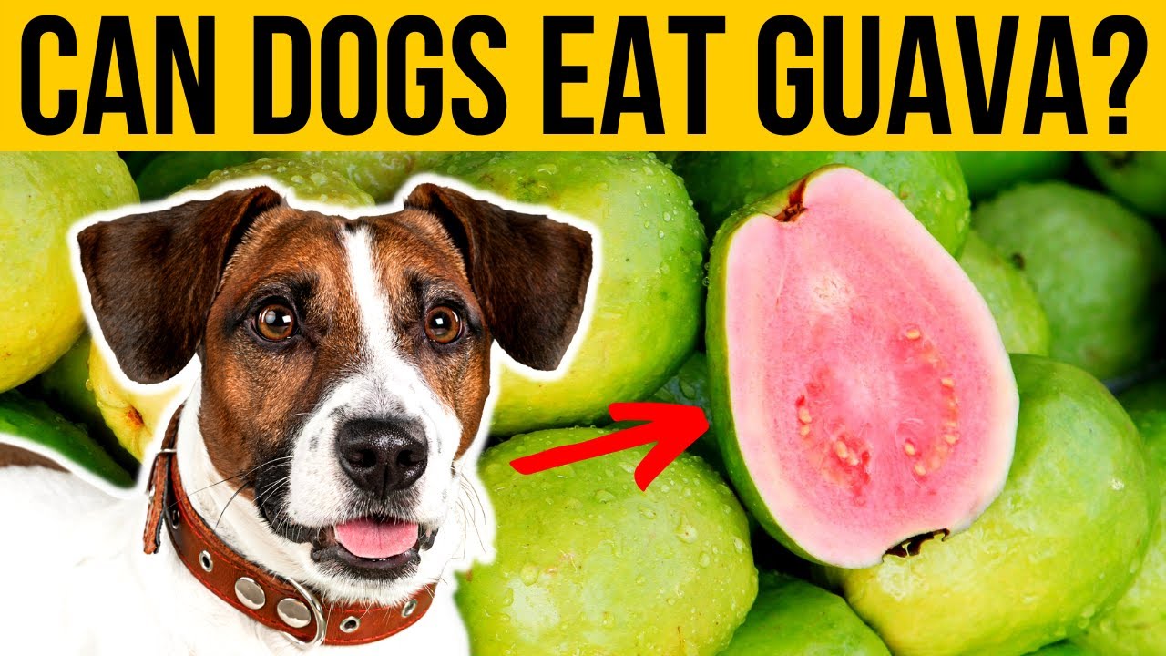 Can Dogs Eat Guava? Is It Good For Dogs To Eat Guava? Is Guava Safe For Dogs To Eat? YouTube Can Dogs Eat Guava? Is It Good For Dogs To Eat Guava? Is Guava Safe For Dogs To Eat? YouTube