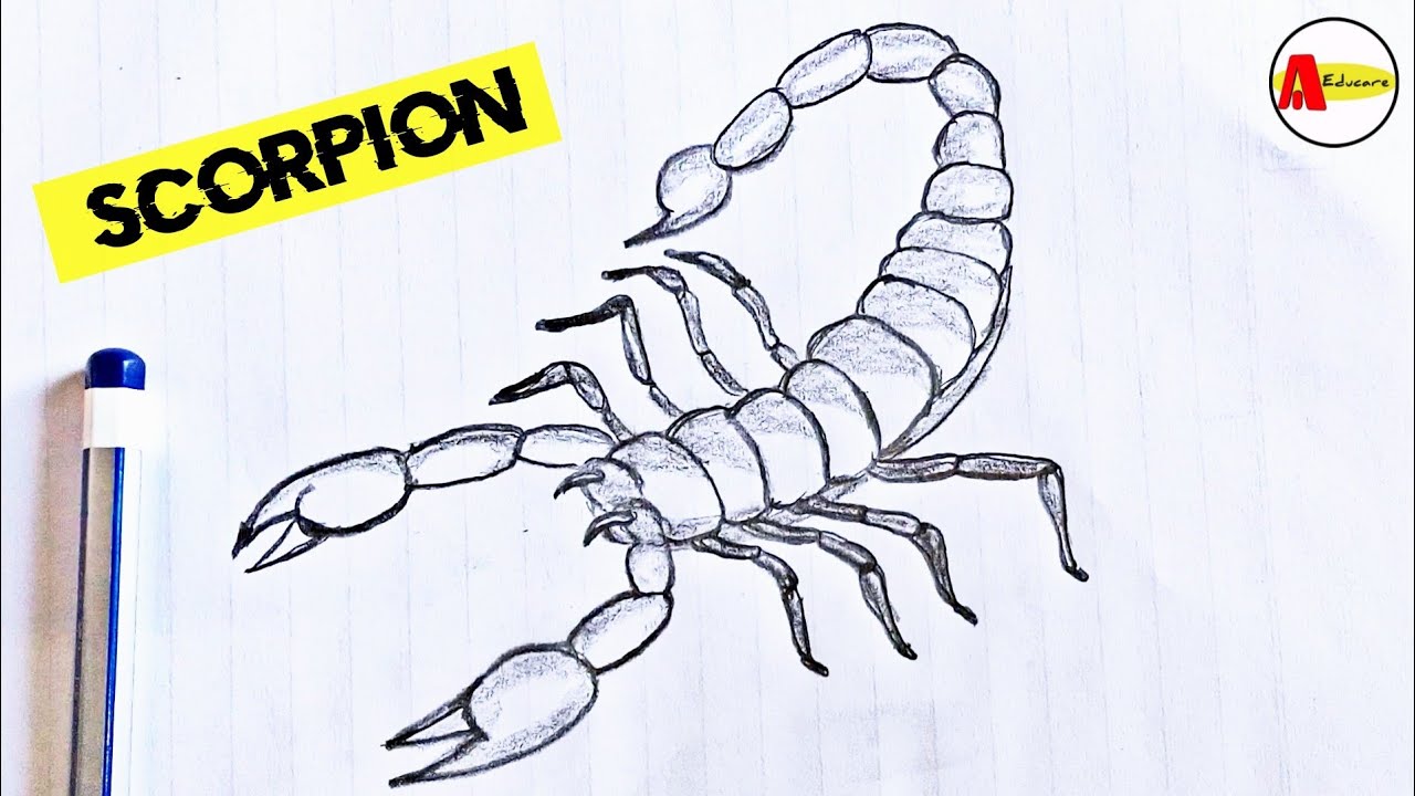 Scorpion Drawing  How To Draw A Scorpion Step By Step