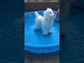 Dolf is in the kiddy pool while matted...let’s see how this turns out