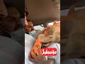 Camel Inside The Car Try Not To Laugh Shorts Fyp Laugh