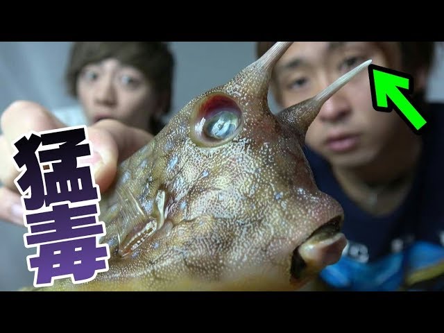 流通禁止の 毒ハコフグ を素人が料理したらとんでもない事に Youtube