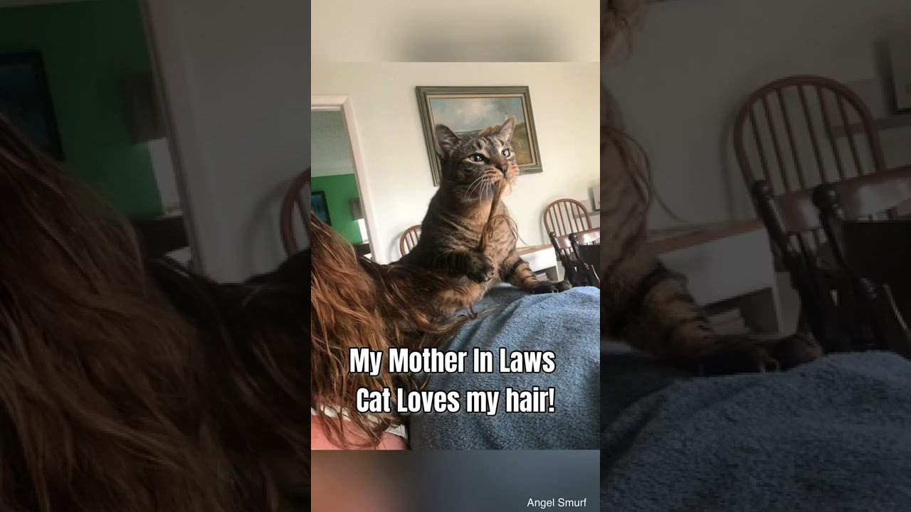 Funny Cat Can’t Wait To Eat My Hair! YouTube