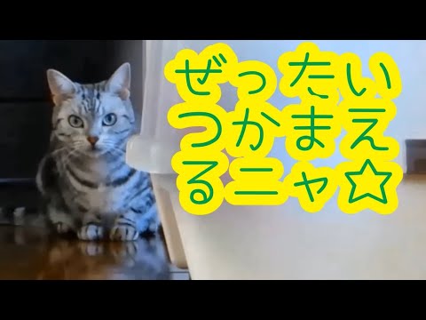 マジになりすぎた結末が笑える おっちょこちょい猫のうっかりミスがドジ可愛い Clumsy Cute Cat Youtube