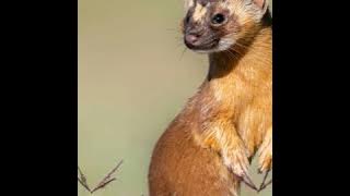 KICHECHE NA TABIA ZAKE