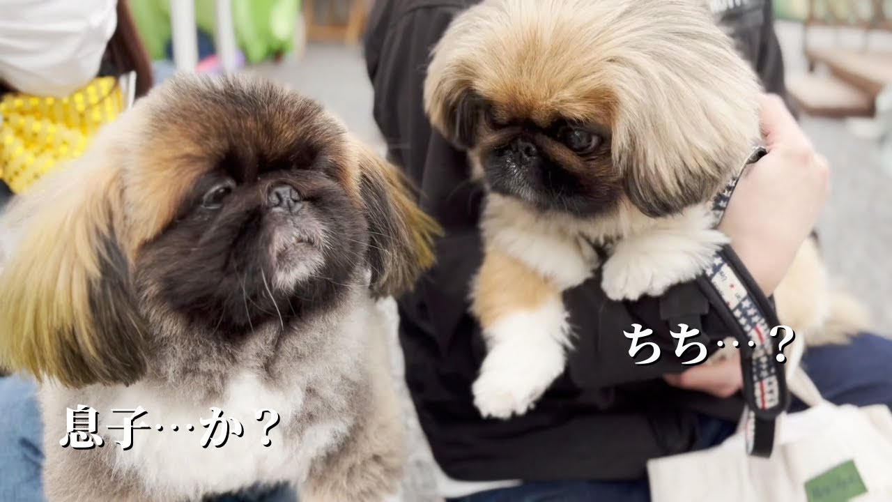 A cute Pekingese reunites with its father! What was its reaction