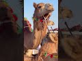 مشهد أصيل ينبض بتراث الأجداد وروح التحدي سباقات الهجن ليست مجرد منافسة بل احتفال بالهوية والعراقة