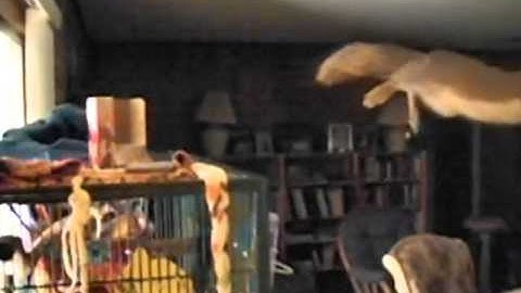 Slow Motion Squirrel Jumping