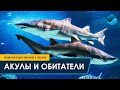 Акулы и обитатели Главного морского аквариума 0+