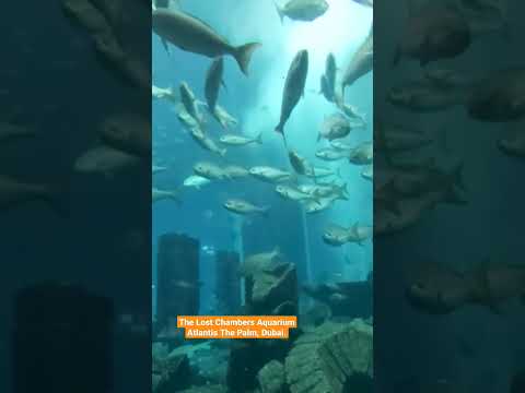 Atlantis The Palm, The Lost Chambers Aquarium – Joy Family Club.