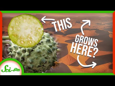Video: Nara Bush Information - How To Grow A Nara Melon