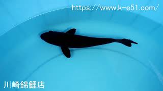 鯉魚95 mqdefault.jpg