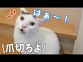 爪切りに慣れすぎた猫4匹の反応がこちらです