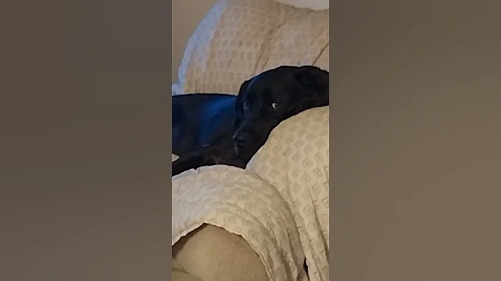 Please check out my life history | #love #dog  #fundme #gofundme #puppy #dogs #us #donation #usa #us