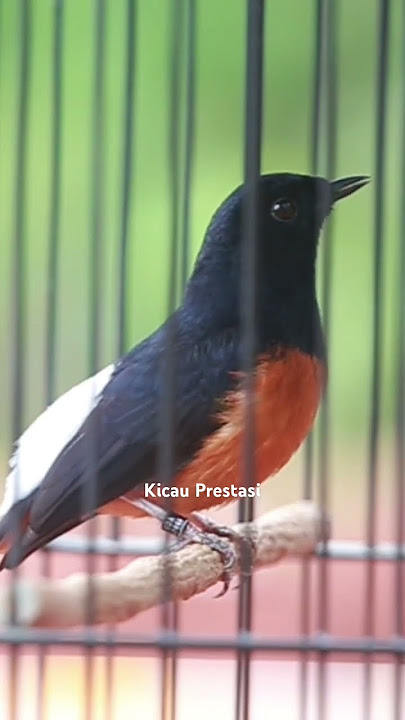Murai batu gacor isian korlap ( kolibri kelapa)