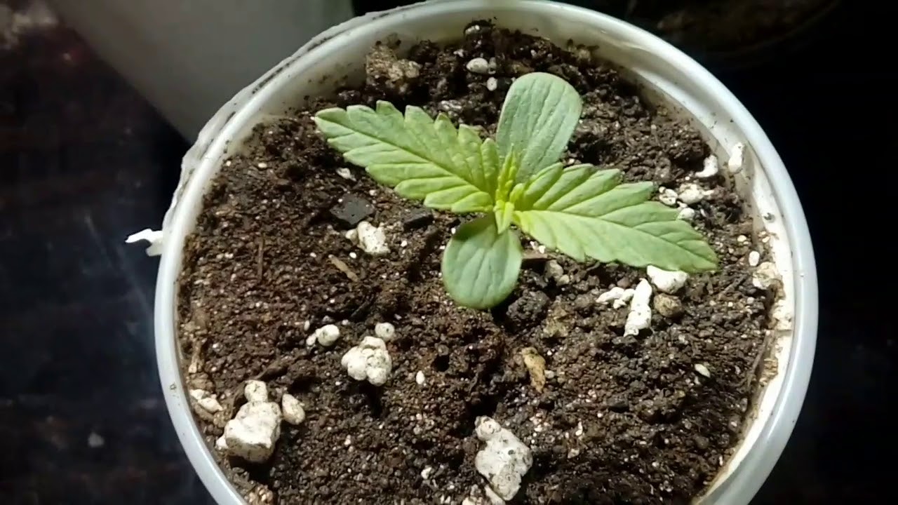 UPGRADES das meninas /Colocando para Florir com 31Dias