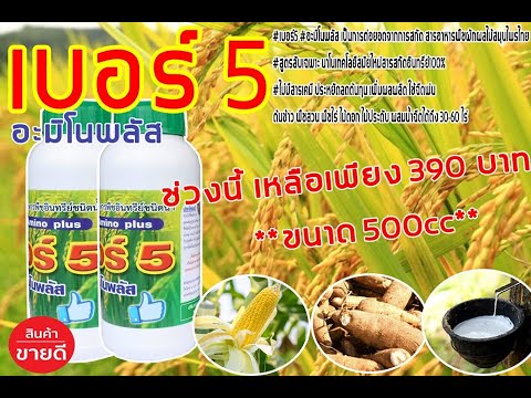 เบอร์5อะมิโนพลัส ผลพิสูจน์กับนาข้าว ลดต้นทุนการใส่ปุ๋ยเคมี