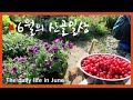 [Sub]  팥심고 보리수잼 만들기 / Planting red beans and making bodhi jam~!!